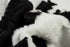 5' X 8' Black And White Cowhide Print Washable Area Rug