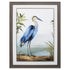 36" X 27" Blue Heron Brown Framed Art