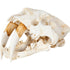 Authentic Replica Sabertooth Skull Sculpture