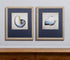Set of Two Ocean Seashells Wall Art