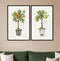 Set Of Two Fruit Topiary Black Framed Print Wall Art