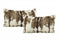 Set of Two 12" X 20" Brown and White Throw Pillows