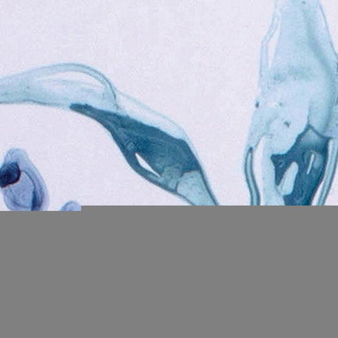 Set of Two Blue Flower Framed Art