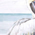 Set Of Two Pelican on the Shore White Framed Print Wall Art