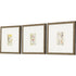 Set Of Three Antique Botanical II Gold Framed Print Wall Art