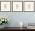 Set Of Three Antique Botanical II Gold Framed Print Wall Art