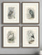 Set Of Four Birds Brown Framed Print Wall Art