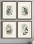 Set Of Four Birds Brown Framed Print Wall Art
