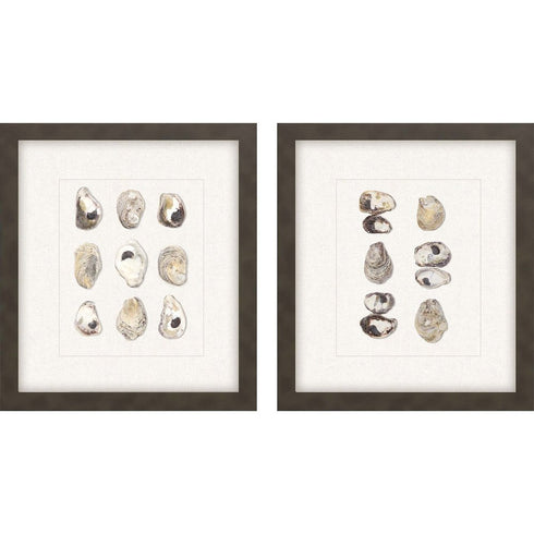 Set Of Two Shell Series S/2 Brown Framed Print Wall Art