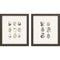Set Of Two Shell Series S/2 Brown Framed Print Wall Art