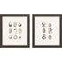 Set Of Two Shell Series S/2 Brown Framed Print Wall Art