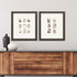 Set Of Two Shell Series S/2 Brown Framed Print Wall Art