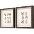 Set Of Two Shell Series S/2 Brown Framed Print Wall Art