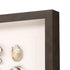 Set Of Two Shell Series S/2 Brown Framed Print Wall Art