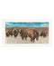 Bison Herd White Framed Print Wall Art