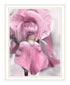 Pink Iris White Framed Print Wall Art
