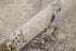9' X 12' Ivory Blue and Brown Abstract Power Loom Area Rug