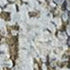 8' X 10' Gold Abstract Hand Knotted Area Rug
