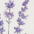 32" X 12" Natural White And Lavender Floral Wood Framed Art