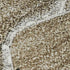 5' X 8' Brown Ivory And Gray Abstract Washable Area Rug With UV Protection