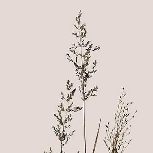 Set Of Two Delicate Stems Brown Framed Wall Art