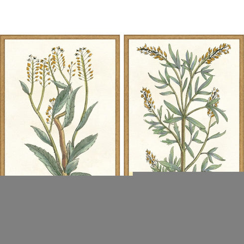 Set Of Two Botanical Plants III Gold Framed Wall Art