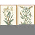 Set Of Two Botanical Plants III Gold Framed Wall Art