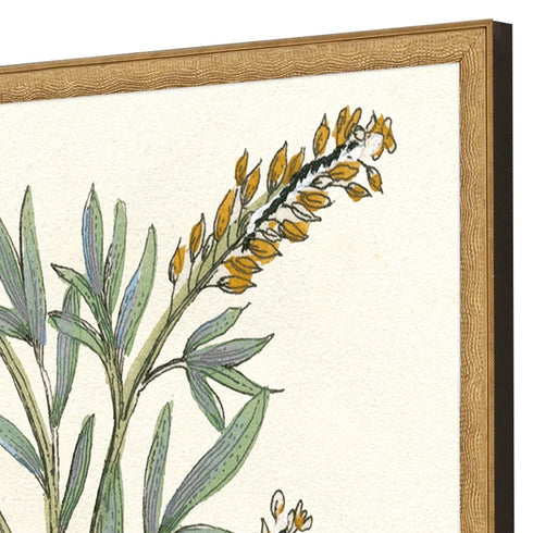 Set Of Two Botanical Plants III Gold Framed Wall Art