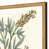 Set Of Two Botanical Plants III Gold Framed Wall Art