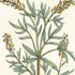 Set Of Two Botanical Plants III Gold Framed Wall Art