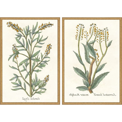 Set Of Two Botanical Plants III Gold Framed Wall Art