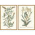 Set Of Two Botanical Plants III Gold Framed Wall Art