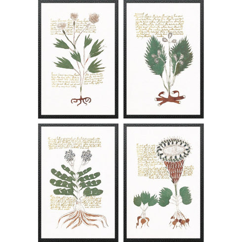 Set Of Four Magical Botany Black Framed Wall Art