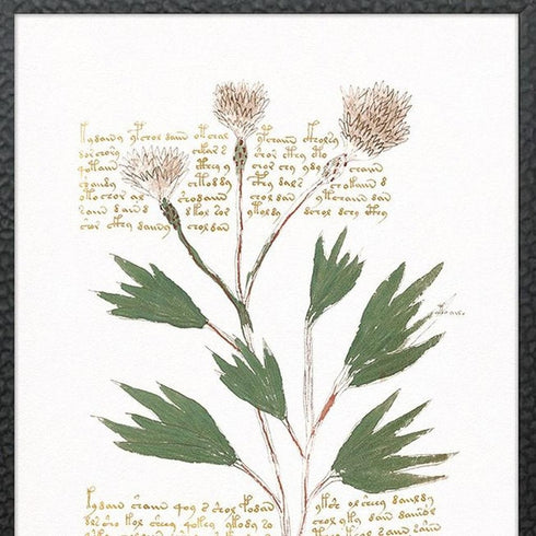 Set Of Four Magical Botany Black Framed Wall Art