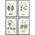 Set Of Four Magical Botany Black Framed Wall Art