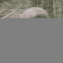 8' Olive Green And Blush Floral Washable Round Rug With UV Protection