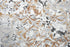 8' Beige Copper And Gray Medallion Area Rug