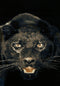 United Weavers Legends Prowler Multi Area Rug